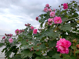 芙蓉花盛开