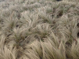 细茎针茅