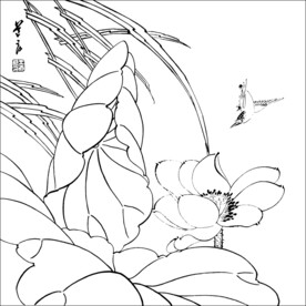 荷花线描