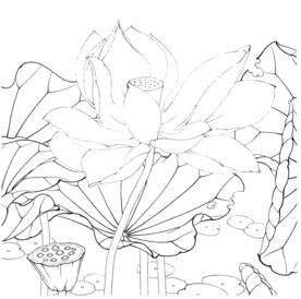 荷花线描