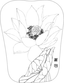 荷花线描