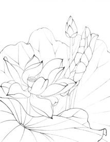 荷花线描