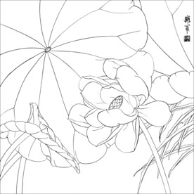 荷花线描