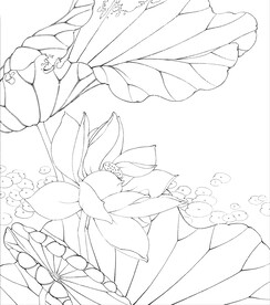 荷花线描