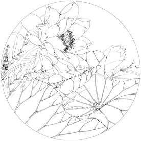 荷花线描