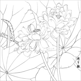 荷花线描
