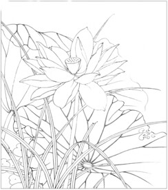 荷花线描