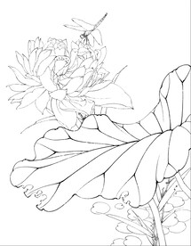 荷花线描