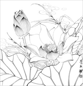 荷花线描