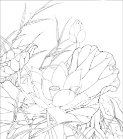 荷花线描