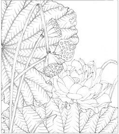 荷花线描