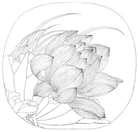 荷花线描