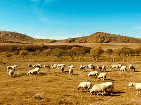 内蒙乌兰布统草原