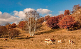 内蒙乌兰布统草原