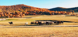 内蒙乌兰布统草原