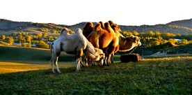 内蒙乌兰布统草原