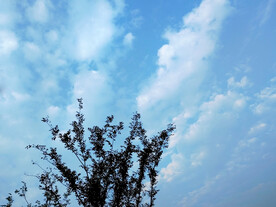 蓝天下的树剪影