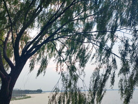 湖边柳树剪影