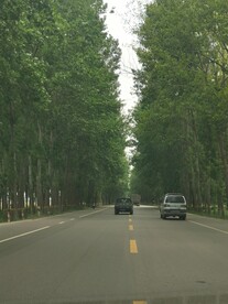 绿荫道路