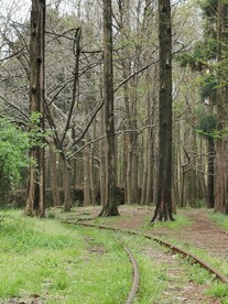 森林里的火车轨道2
