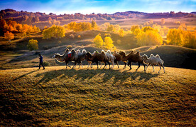 内蒙乌兰布统草原