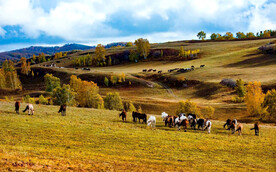 内蒙乌兰布统草原
