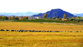 内蒙乌兰布统草原