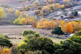 内蒙乌兰布统草原
