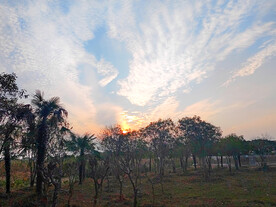 湿地小树林晚霞