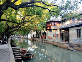 芦墟古镇古树街景