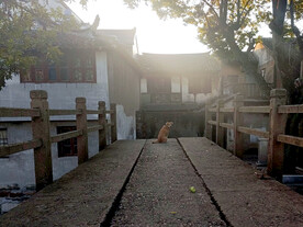 芦墟古镇石桥上一只小黄狗