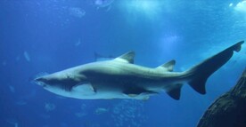 鲨鱼