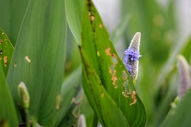 犹抱琵琶半遮面