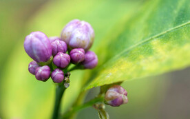 柠檬花