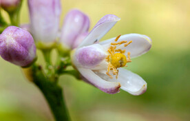 柠檬花开
