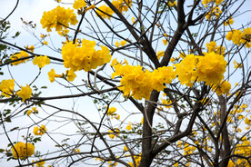 黄花风铃木