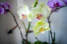 蝴蝶兰