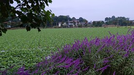 20220915农村田园风光