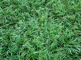 草皮 草垛 草坪