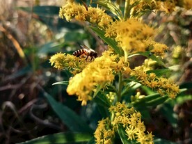 花丛小蜜蜂采蜜
