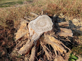树头树桩