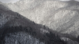 白川乡和五屹山历史村座   