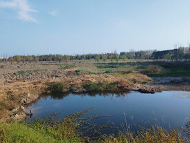 湿地菜地小池塘