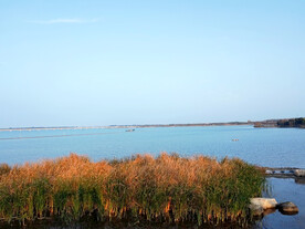 湿地公园芒草丛