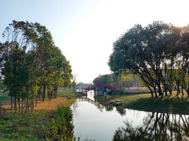 湿地湖中小木桥