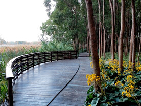 樟树林里木板观光平台