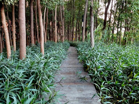 树林里木板小路