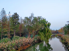 秋天河边杉树柳树