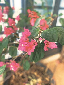 三角梅 叶子花 三叶梅 三角花