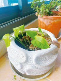 绿萝植物 吸甲醛